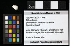 Foto (Objekt + Etiketten) von Pithonoton sp. 